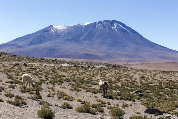 Şili Deki Miscanti Ulusal Parkı Ndaki Lama Manzarası — Stok fotoğraf