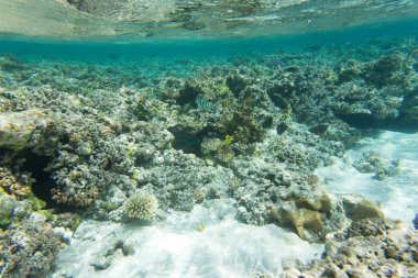 Yeni Kaledonya 'da mercan resifi manzarası