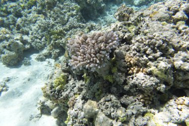 Yeni Kaledonya 'da mercan resifi manzarası