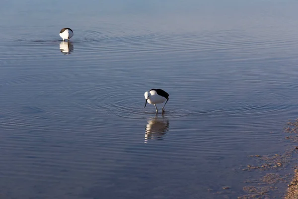 Kilátás Pied Gilt Himantopus Leucocephalus Chilében — Stock Fotó