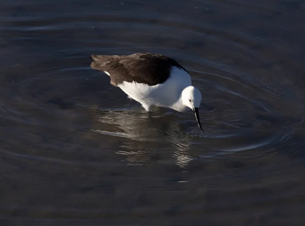 Zicht Pied Stelt Himantopus Leucocephalus Chili — Stockfoto