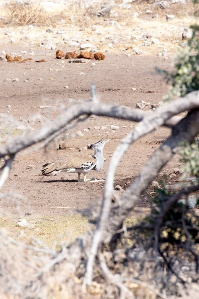 Foto Kori Bustard Ardeotis Kori Namibia — Foto Stock