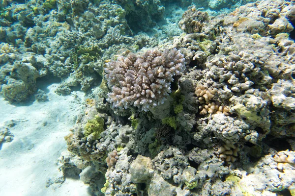 ニューカレドニアのサンゴ礁の景色 — ストック写真