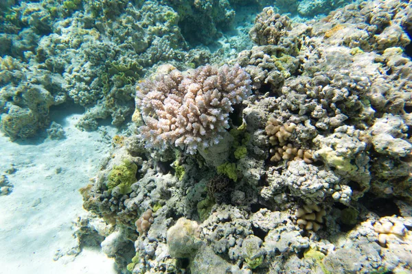 View Coral Reef New Caledonia — Stock Photo, Image