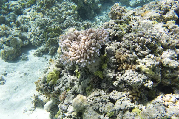Kilátás Korallzátony Kaledóniában Stock Fotó
