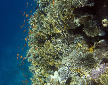 View of red sea reef at Sharm in Egypt