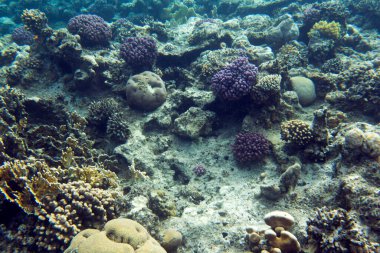 View of red sea reef at Sharm in Egypt