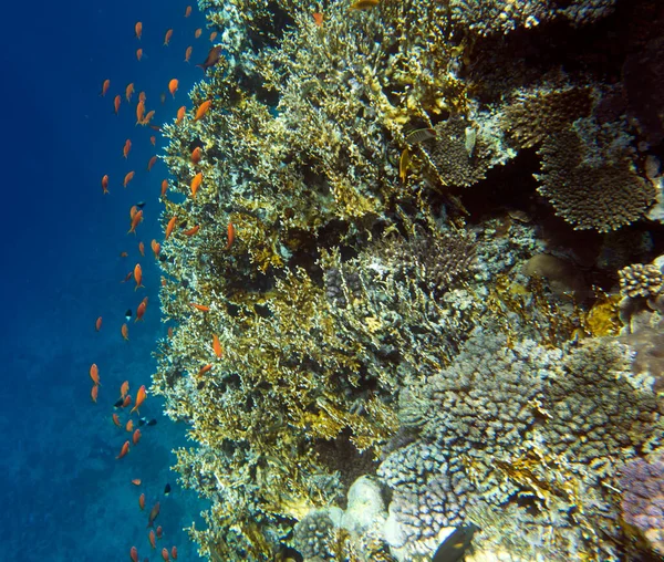 Veduta Della Barriera Corallina Rossa Sharm Egitto — Foto Stock