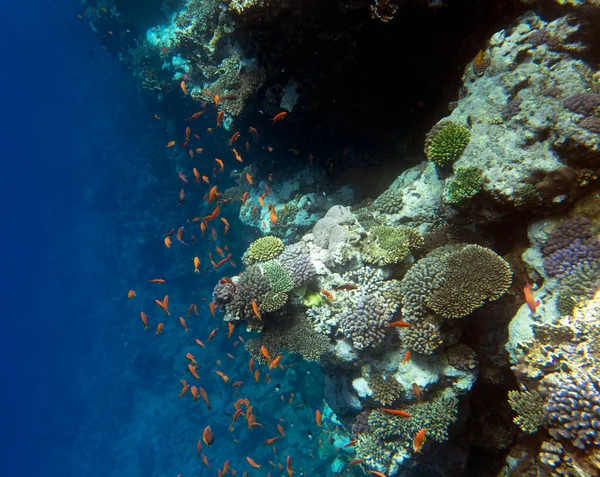 View Red Sea Reef Sharm Egypt — Stock fotografie