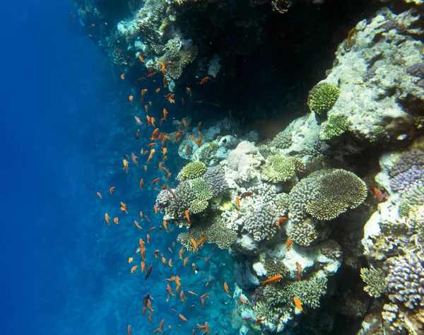 Vista Recife Mar Vermelho Sharm Egito — Fotografia de Stock