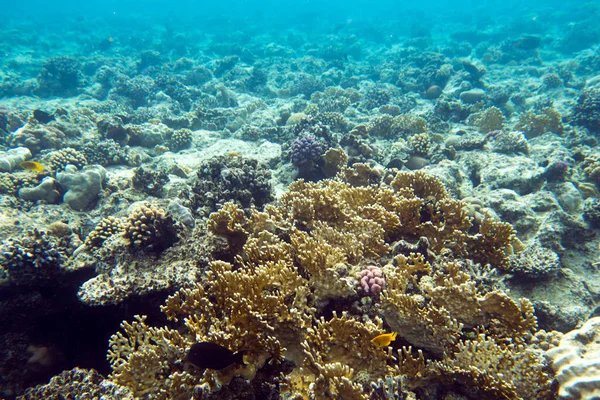View Red Sea Reef Sharm Egypt — Foto de Stock