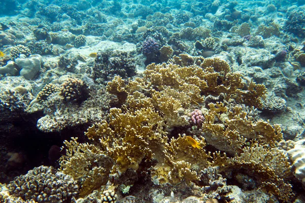 Vista Del Arrecife Mar Rojo Sharm Egipto — Foto de Stock