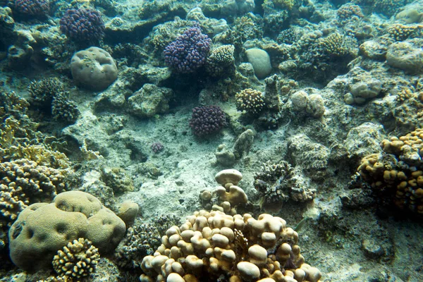 Veduta Della Barriera Corallina Rossa Sharm Egitto — Foto Stock
