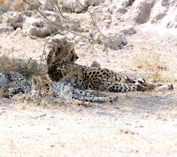 View Cheeta Cubs Namibia — Fotografia de Stock