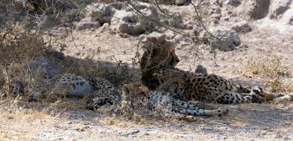 View Cheeta Cubs Namibia — Stock Photo, Image