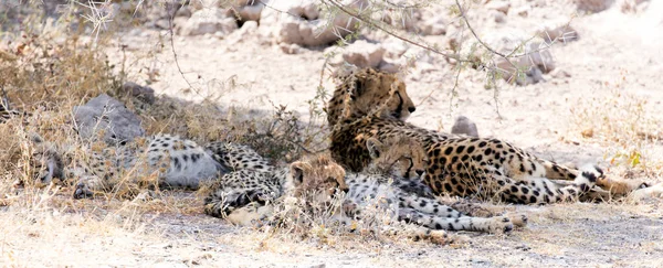 View Cheeta Cubs Namibia — Fotografia de Stock