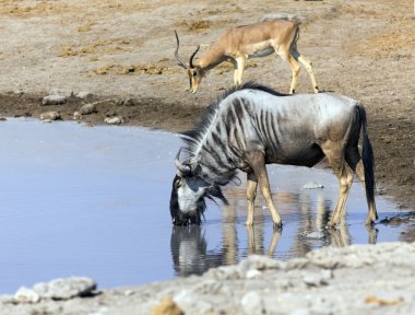 Namibya 'daki su birikintisindeki antilopların görüntüsü