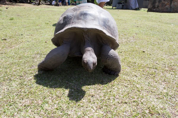 Curieuse Island Seychelles April 2019 Giant Turtle Curieuse Island — Fotografia de Stock