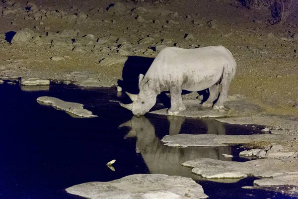 Foto Van Neushoorn Bij Waterpoel Tijdens Nacht Namibië — Stockfoto