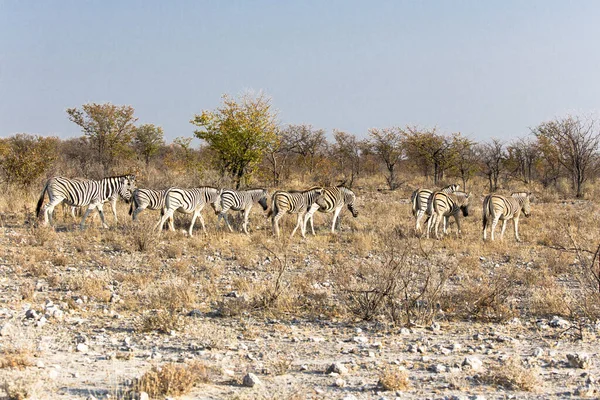 纳米比亚一些斑马的照片 — 图库照片