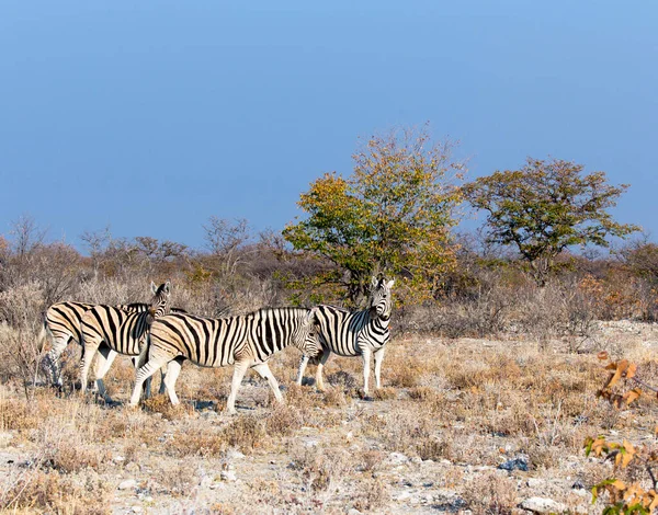 Zdjęcie Niektórych Zebr Namibii — Zdjęcie stockowe