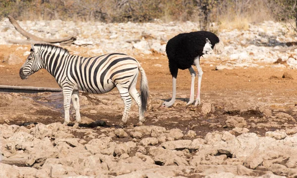 Kilátás Strucc Zebra Namíbiában — Stock Fotó
