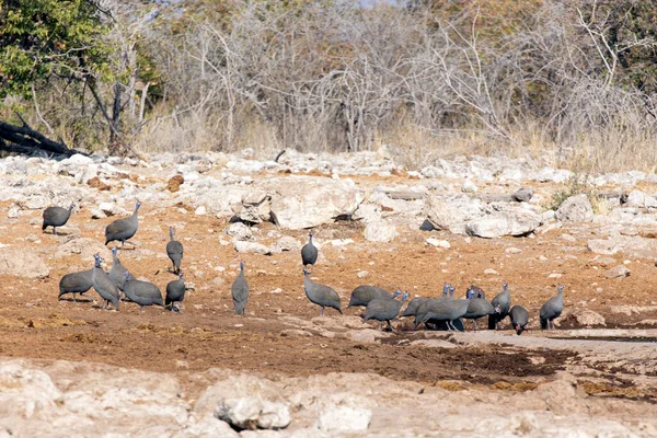 View Helmeted Guineafowl Waterhole Namibia — Stockfoto