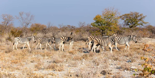 Uma Foto Algumas Zebras Namíbia — Fotografia de Stock