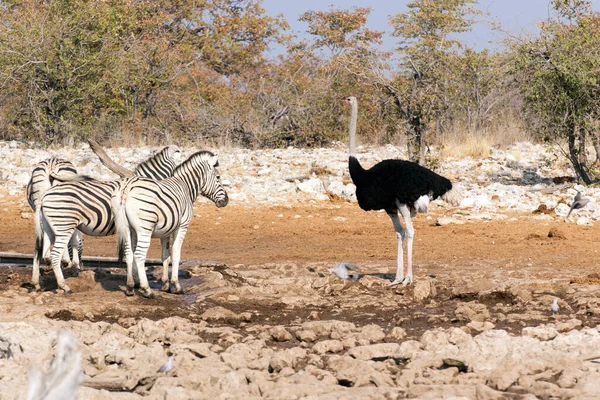 ナミビアのダチョウとゼブラの眺め — ストック写真