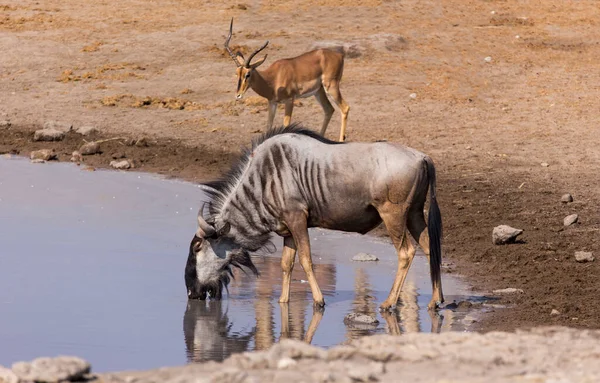 Blick Auf Gnus Wasserloch Namibia — Stockfoto