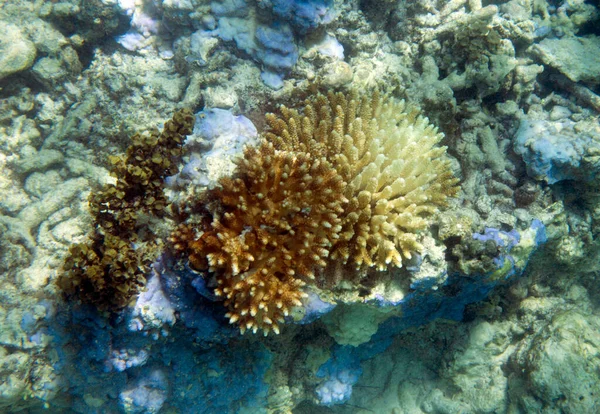 Vista Del Arrecife Coral Blanqueador Seychelles — Foto de Stock
