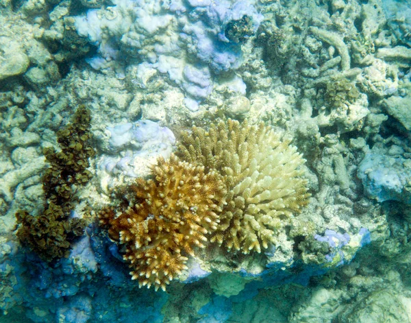 View Bleaching Coral Reef Seychelles — Foto Stock
