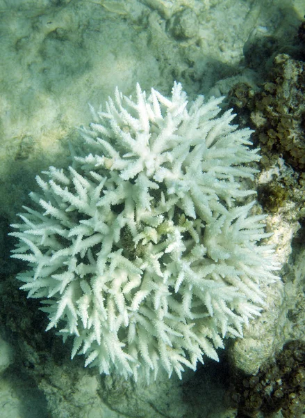 세이셸에 표백하는 산호초의 — 스톡 사진