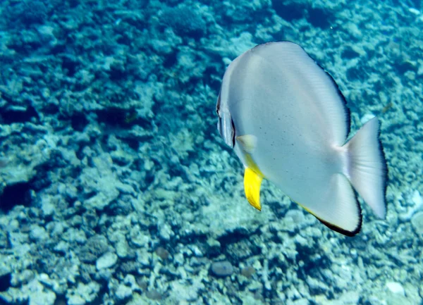 Close View Platax Fish Seychelles — Stok fotoğraf