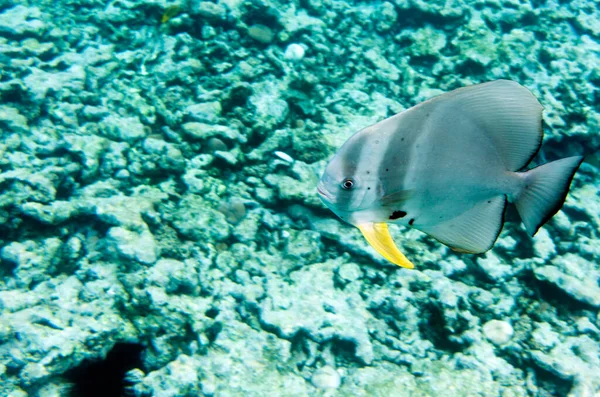 Fechar Vista Peixes Platax Seychelles — Fotografia de Stock