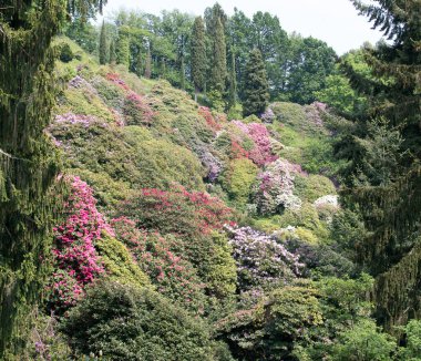 Baharda İtalya 'da bir sürü çiçekli Burcina Parkı