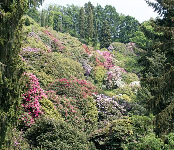 イタリア 花の多い春の間のブルシーナ公園 — ストック写真