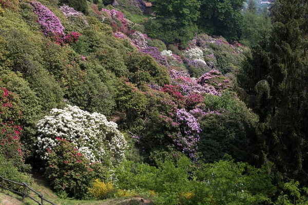 Baharda Talya Bir Sürü Çiçekli Burcina Parkı — Stok fotoğraf