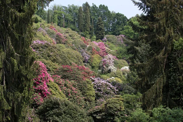 Бурсина Парк Весной Большим Количеством Цветов Италия — стоковое фото