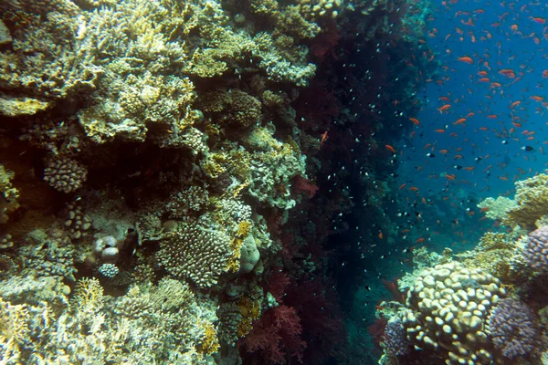 Veduta Della Barriera Corallina Sharm Sheik Egitto — Foto Stock