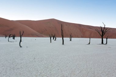 Sabahın erken saatlerinde Namibya 'da deadvlei manzarası