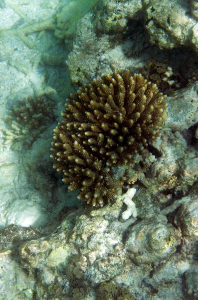 Pohled Bělící Korály Seychelském Moři — Stock fotografie