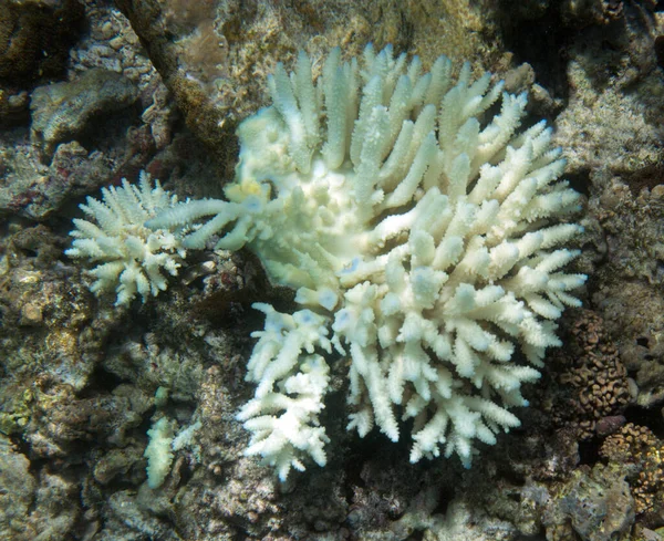 Pohled Bělící Korály Seychelském Moři — Stock fotografie