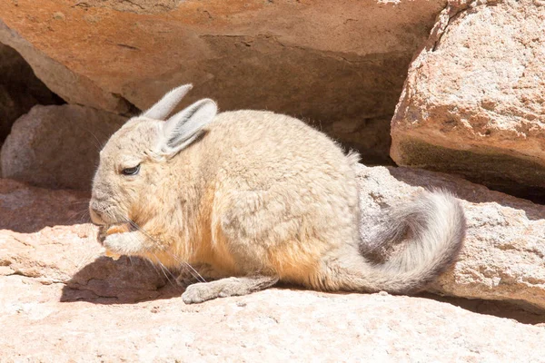 ボリビアのヴィズカチャと呼ばれる野生のウサギの眺め — ストック写真