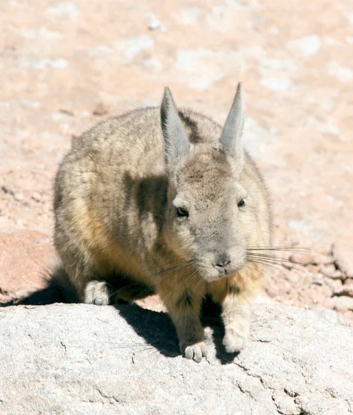 Вид Дикого Кролика Называемого Вискачей Боливии — стоковое фото