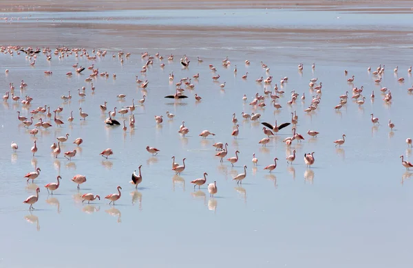 Utsikt Över Många Rosa Flamingo Bolivia — Stockfoto