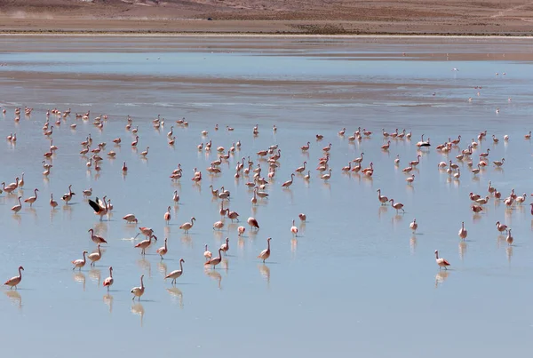 Utsikt Över Många Rosa Flamingo Bolivia — Stockfoto