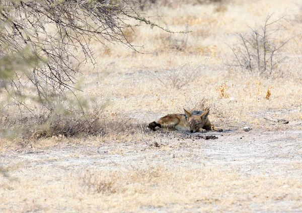 Vue Chacal Dans Parc National Namibien — Photo