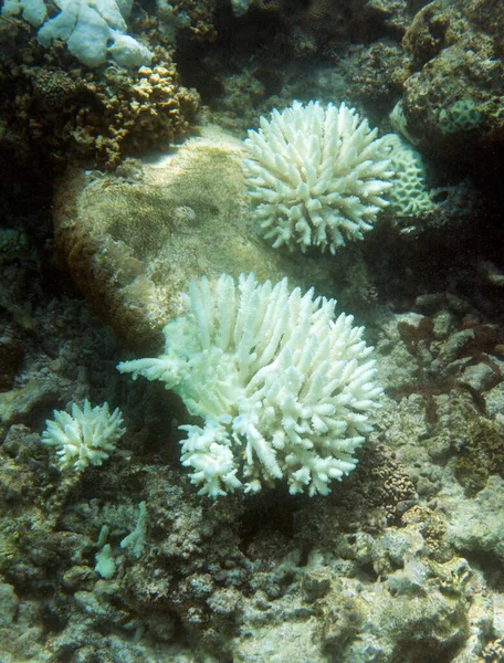 Veduta Del Corallo Candeggiante Nel Mare Delle Seychelles Fotografia Stock