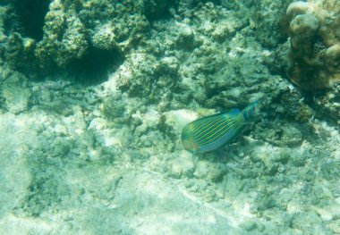 Seyşeller 'deki acanthurus lineatus balığının görüntüsü